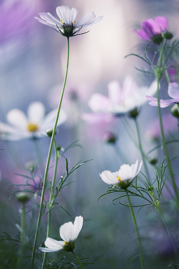 Cosmos Flowers At A Summer Day Photograph by Veronika Seliverstovas Photography