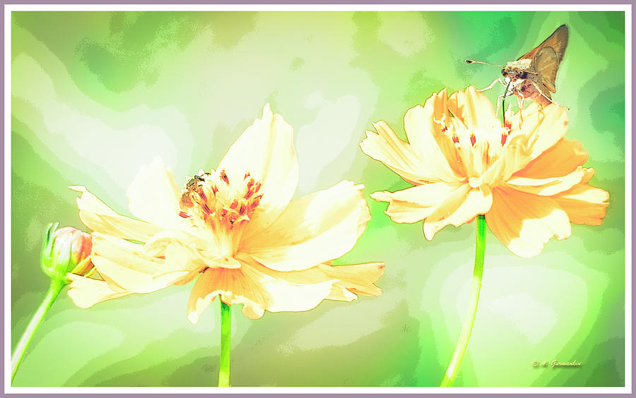Cosmos Flowers, Bud, Butterfly, Digital Painting Photograph by A Macarthur Gurmankin
