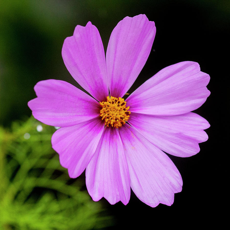 Cosmos Flowers Coreopsideae 001 Photograph by Rich Franco