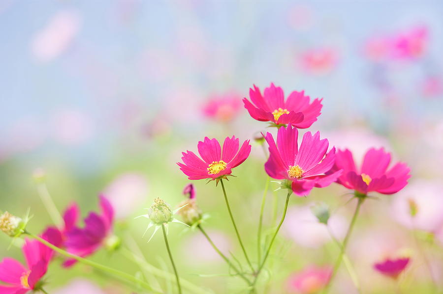 Cosmos Flowers Photograph by Gyro Photography/amanaimagesrf