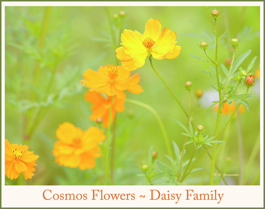 Cosmos Flowers in a Summer Meadow Photograph by A Macarthur Gurmankin