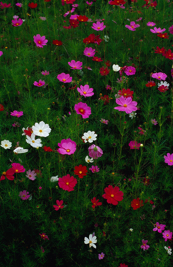 Flowers Still Life Photograph - Cosmos Flowers In Bloom, Tono, Tohoku by Richard Ianson