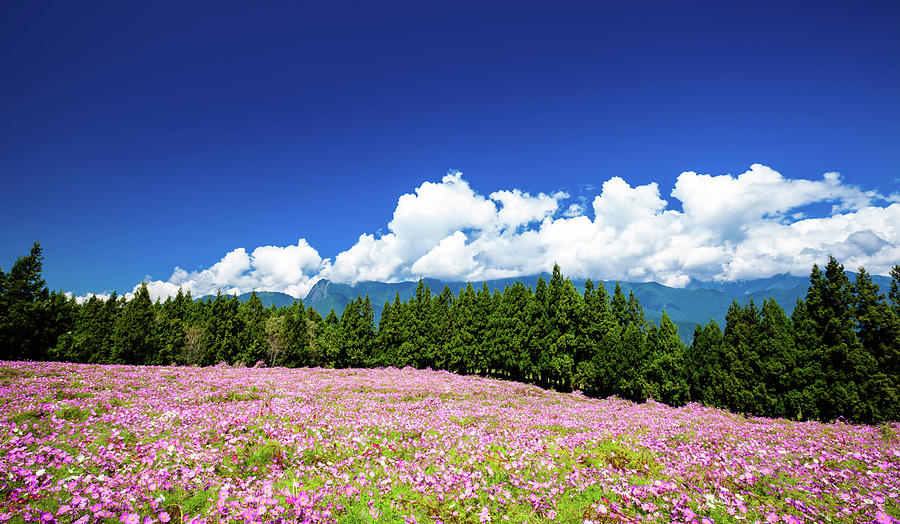 Cosmos Flowers Under Blue Sky Photograph by Wan Ru Chen