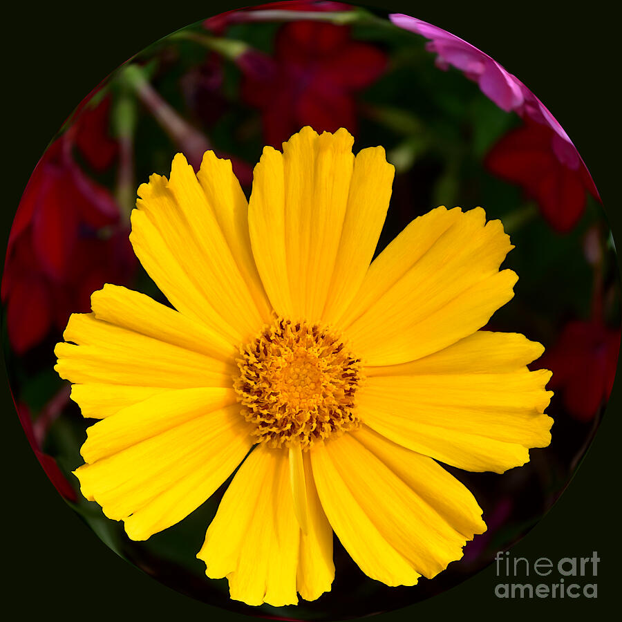 Cosmos - Golden Yellow Photograph by Yvonne Johnstone