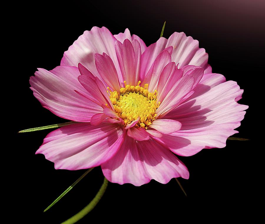 Cosmos In Pink Photograph by Gitpix