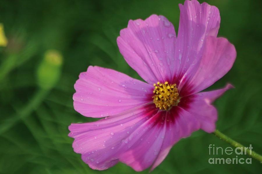 Flower Photograph - Cosmos In The Garden by Mrsroadrunner Photography