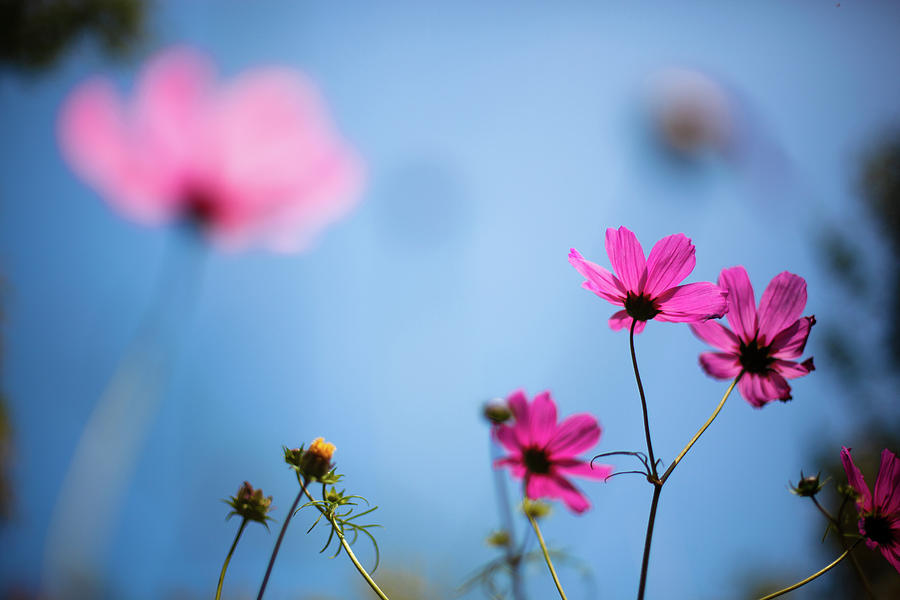 Cosmos Photograph by Jays Photo