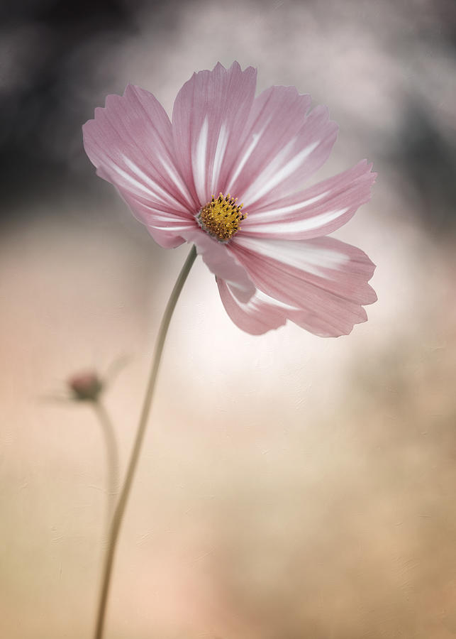 Flower Photograph - Cosmos by Lotte Grnkjr