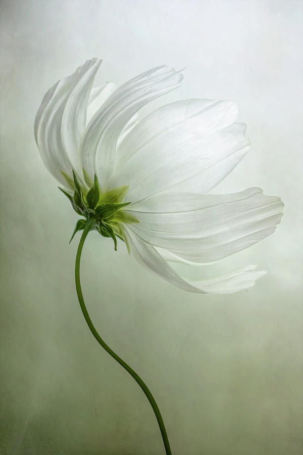 Cosmos Photograph by Mandy Disher Photography