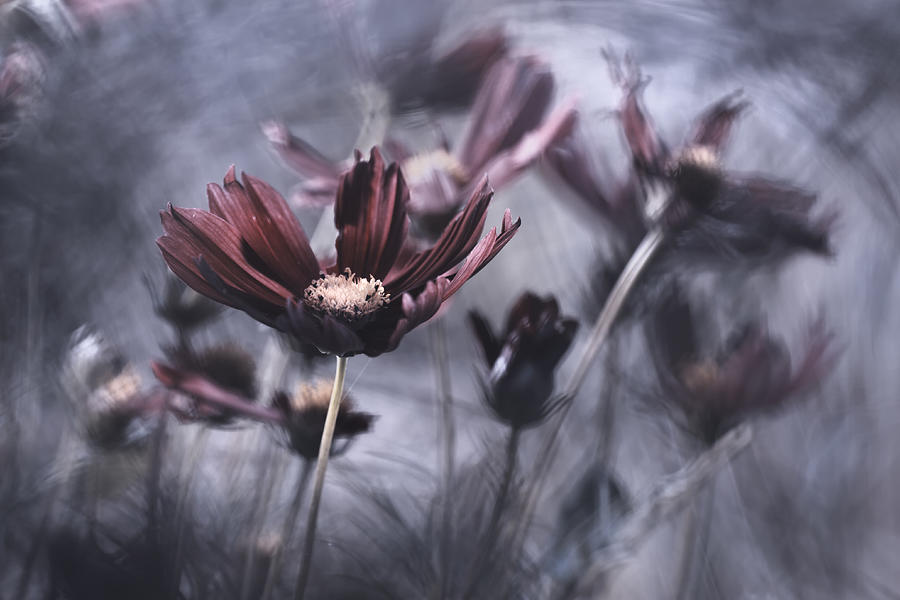 Cosmos Painting Photograph by Fabien Bravin
