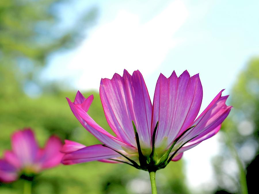 Cosmos Reach for The Sky Photograph by Alida M Haslett