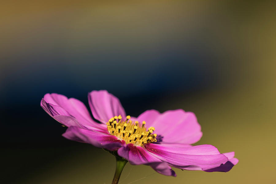 Cosmos Photograph by Robert Potts