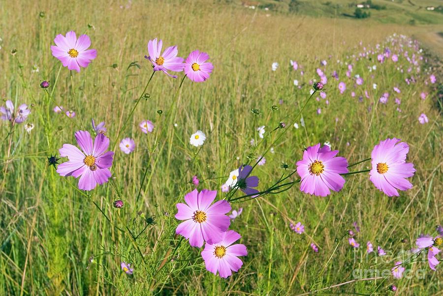 Cosmos Sp. Flowers Photograph by Peter Chadwick/science Photo Library