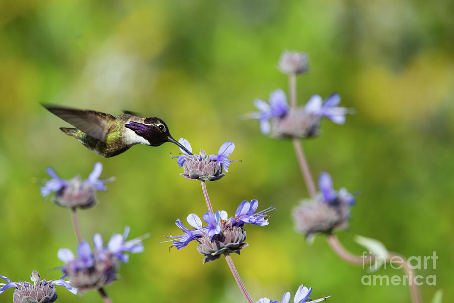 Animals Photograph - Costa Hummingbird Crest Ridge Ecological Reserve by Michael Vance Pemberton Animals Photograph - Costa Hummingbird Crest Ridge Ecological Reserve by Michael Vance Pemberton