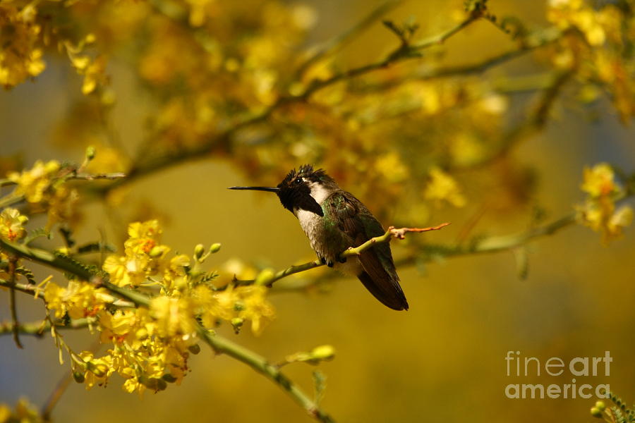 Animals Photograph - Costa Hummingbird Hanging Out. by Michael Vance Pemberton Animals Photograph - Costa Hummingbird Hanging Out. by Michael Vance Pemberton