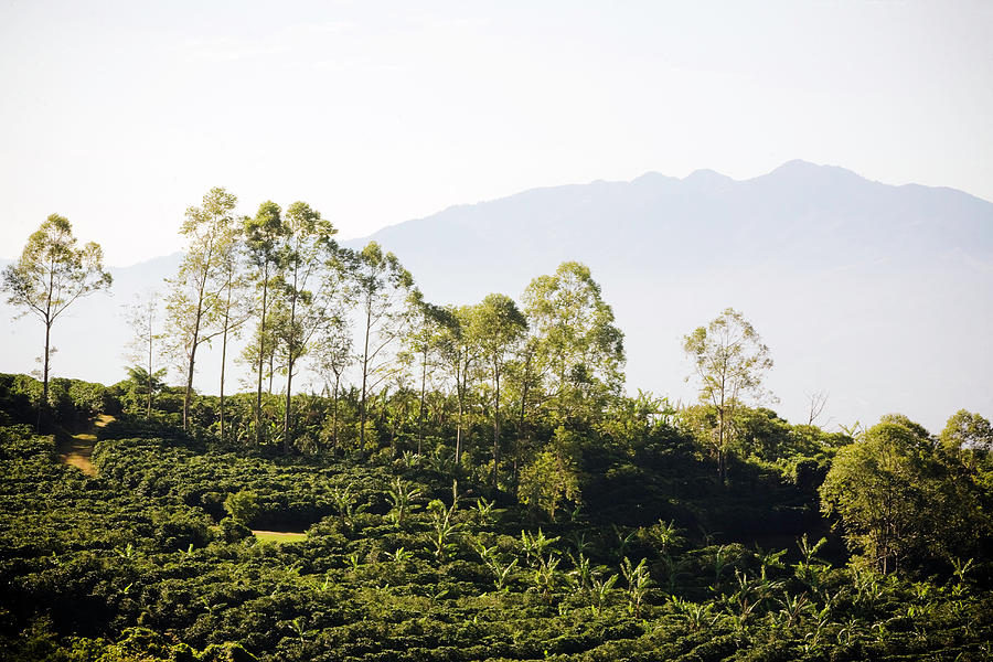 Costa Rica, Alajuela, Coffee Plants At Photograph by Bob Stefko Costa Rica, Alajuela, Coffee Plants At Photograph by Bob Stefko