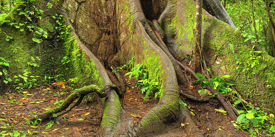 Costa Rica, Alajuela, La Fortuna, 30 Meter High Kapok Tree (ceiba ...