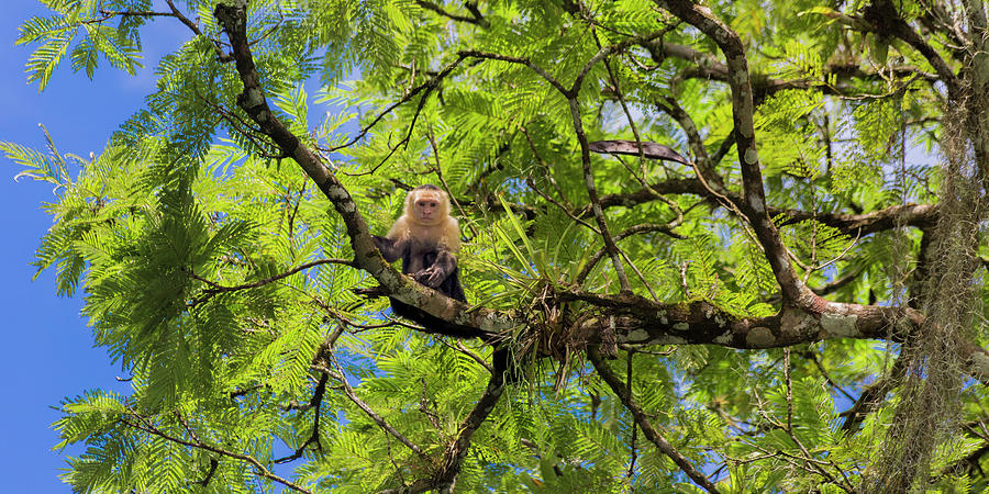 Up Movie Photograph - Costa Rica Capuchin Curious Monkey  by Betsy Knapp