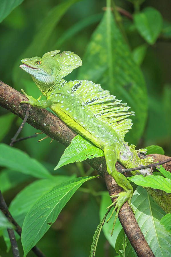 Costa Rica, Feathered Basilisk (basiliscus Plumifrons) On A Branch ...