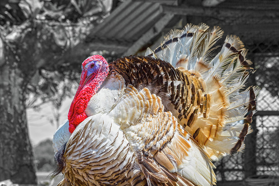 Costa Rica Handsome Turkey Photograph