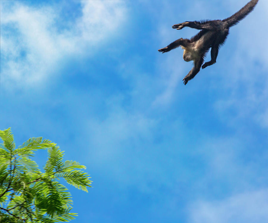 Up Movie Photograph - Costa Rica Leaping Capuchin Monkey by Betsy Knapp