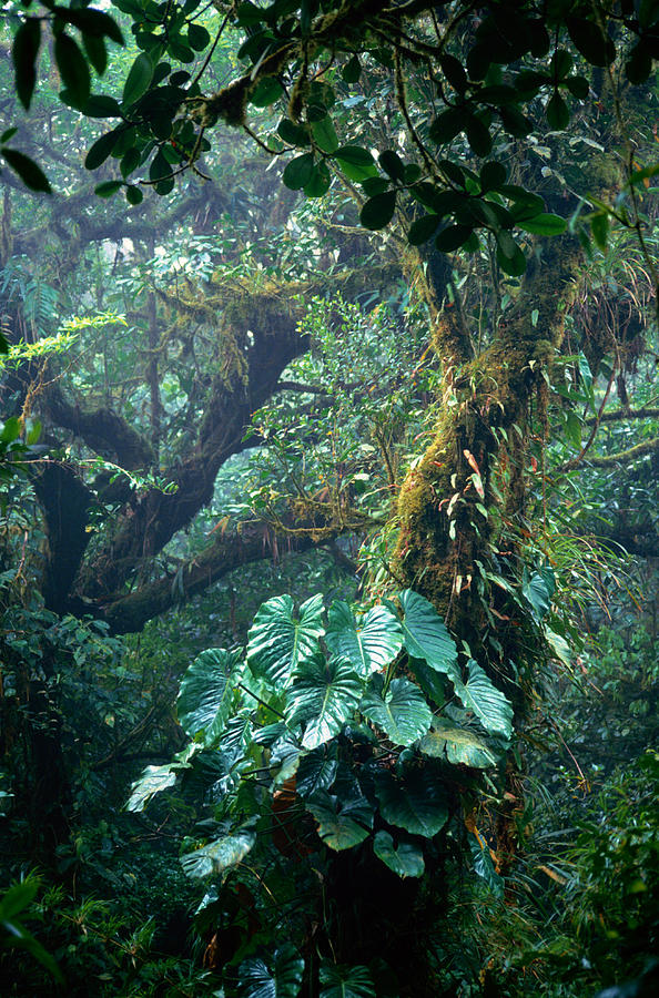Costa Rica, Monteverde Cloud Forest Photograph by Art Wolfe Costa Rica, Monteverde Cloud Forest Photograph by Art Wolfe