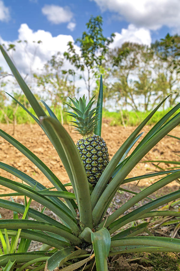 Costa Rica Naturally Growing Pineapple Photograph