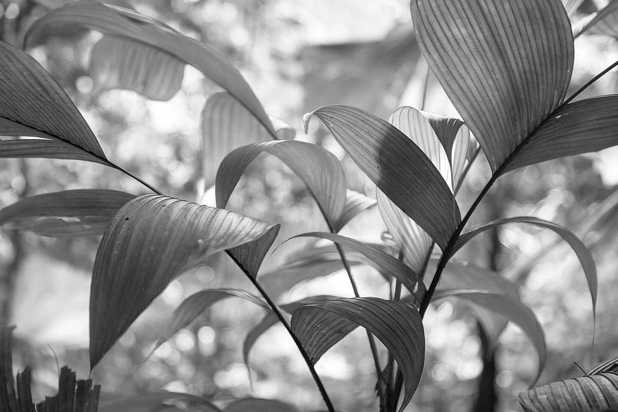 Costa Rica Plants Black And White Photograph