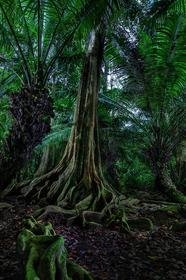 Costa Rica Rainforest Manzanillo Gandoca National Park Photograph by ...