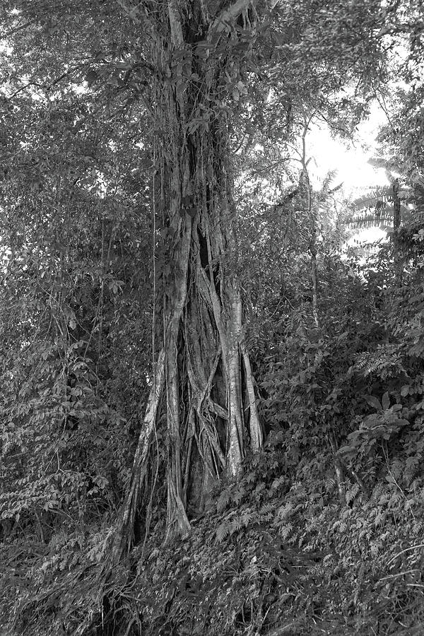 Costa Rica Riverside Tree Photograph