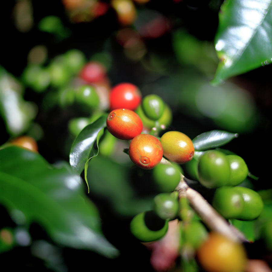Costa Rica, San Jose, Coffee Plantation Digital Art by Paolo Giocoso