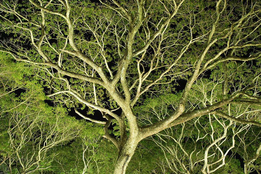 Nature Photograph - Costa Rica Tree Color 2 by Moises Levy