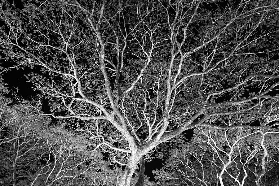 Nature Photograph - Costa Rica Tree by Moises Levy