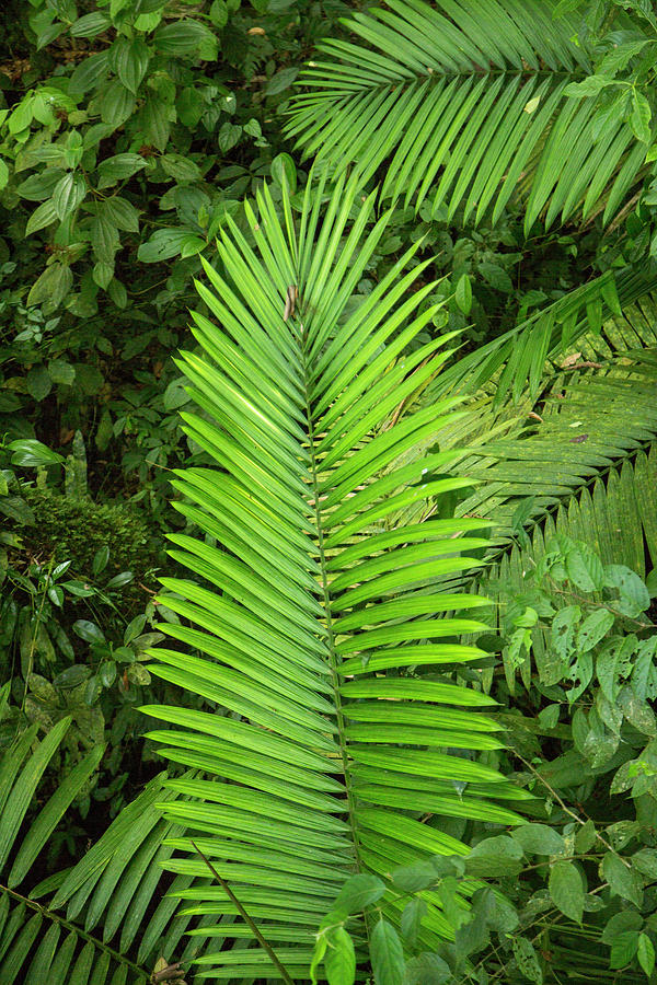 Up Movie Photograph - Costa Rica Vibrant Green by Betsy Knapp