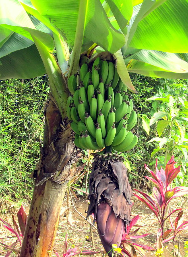 Costa Rican Bananas Photograph by Marilyn Moran - Fine Art America