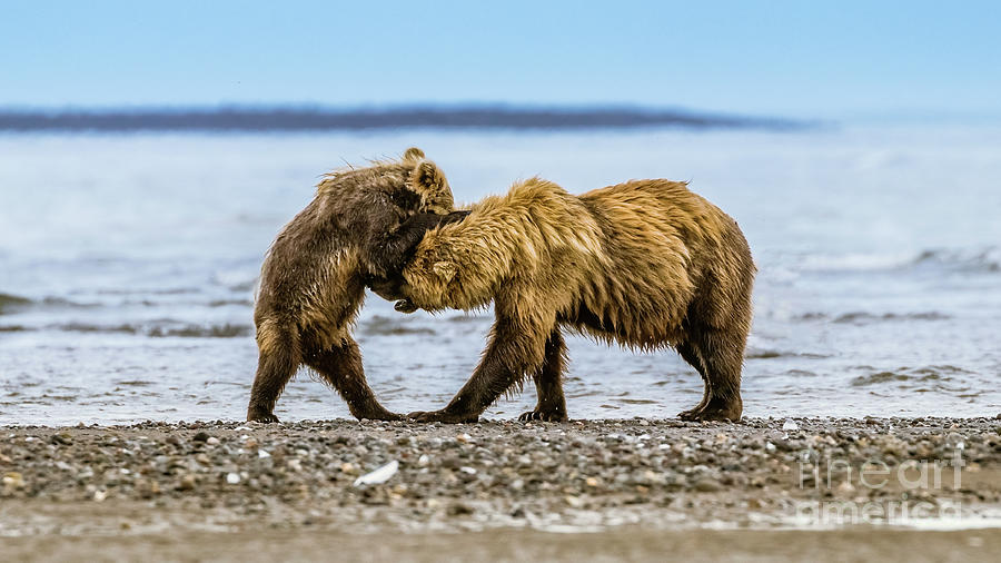 Coastal brown bears Photograph by Lyl Dil Creations