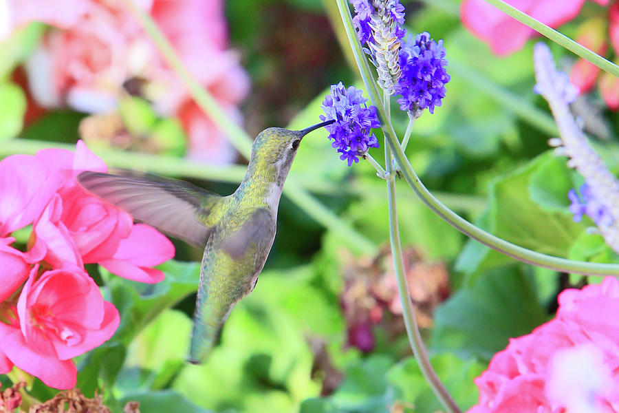 Costas Hummingbird 2 Photograph by Shoal Hollingsworth