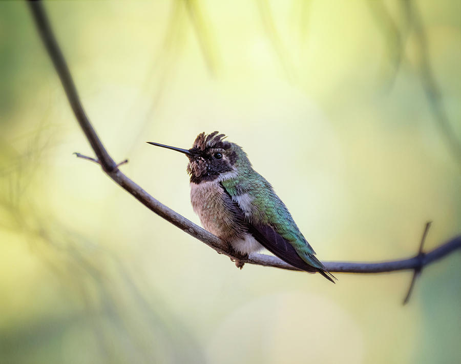 Costas Humminbird On A Branch  Photograph by Saija Lehtonen