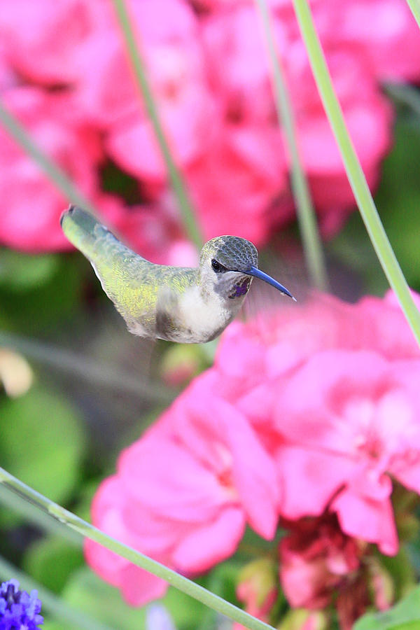 Costas Hummingbird 1 Photograph by Shoal Hollingsworth