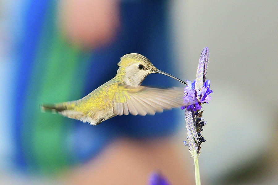 Costas Hummingbird 3 Photograph by Shoal Hollingsworth