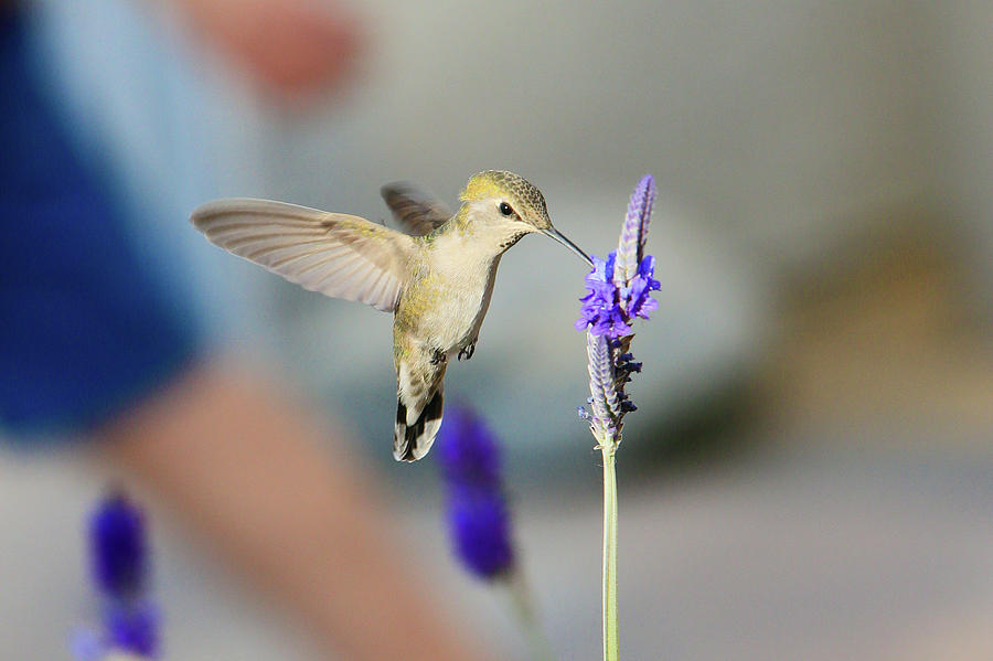 Costas Hummingbird 4 Photograph by Shoal Hollingsworth