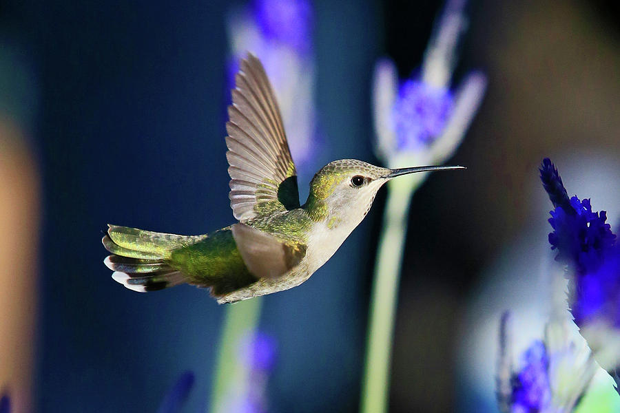 Costas Hummingbird 6 Photograph by Shoal Hollingsworth