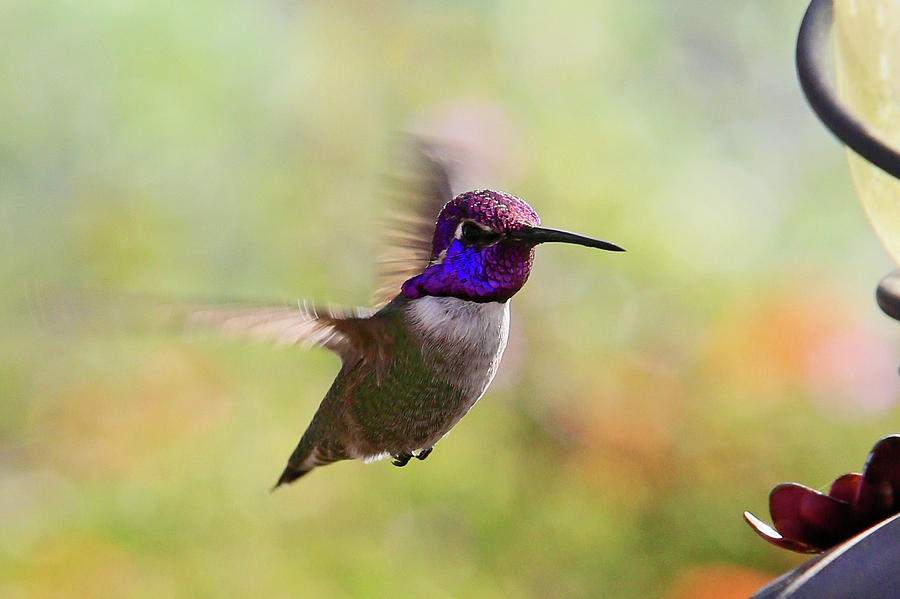 Costas Hummingbird 7 Photograph by Shoal Hollingsworth
