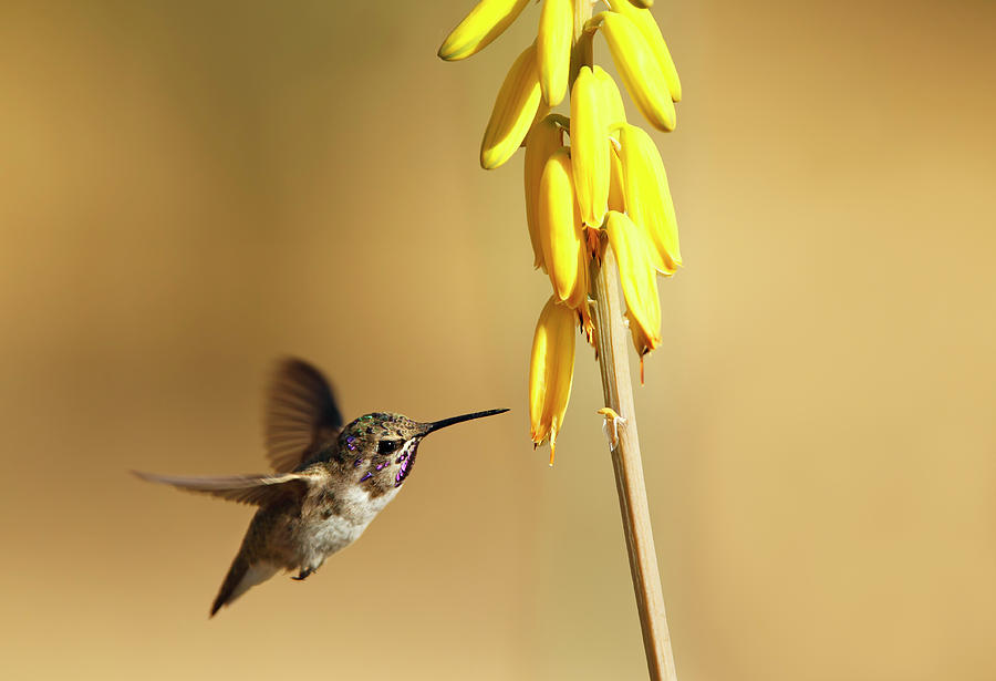 Costas Hummingbird At Yellow Desert Photograph by Susangaryphotography