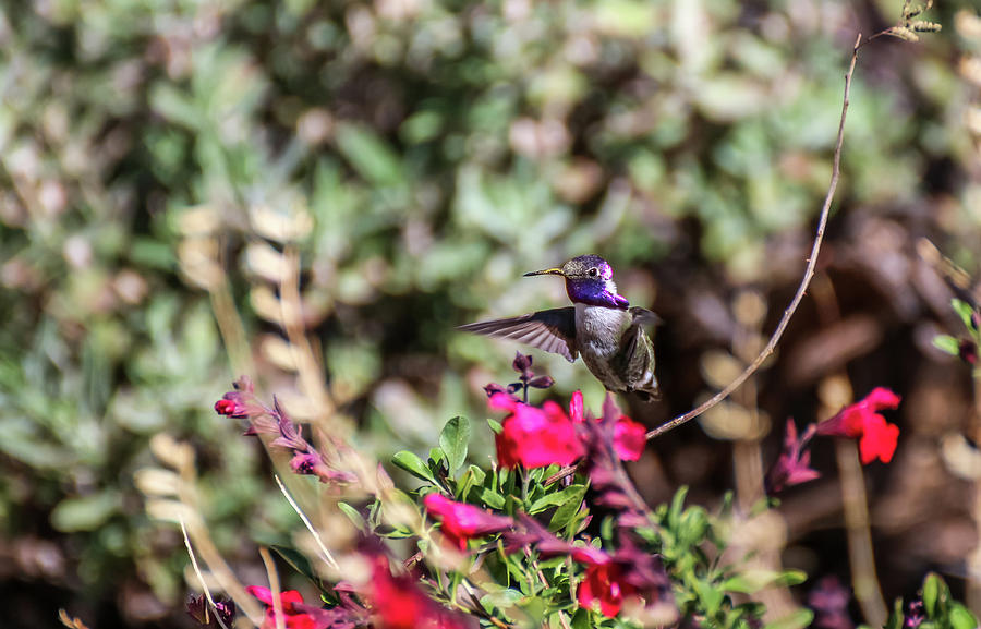 Costas Hummingbird in Flight Photograph by Dawn Richards