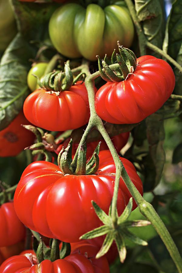 Costoluto Genovese Tomatoes On Plant Photograph by Herbert Lehmann