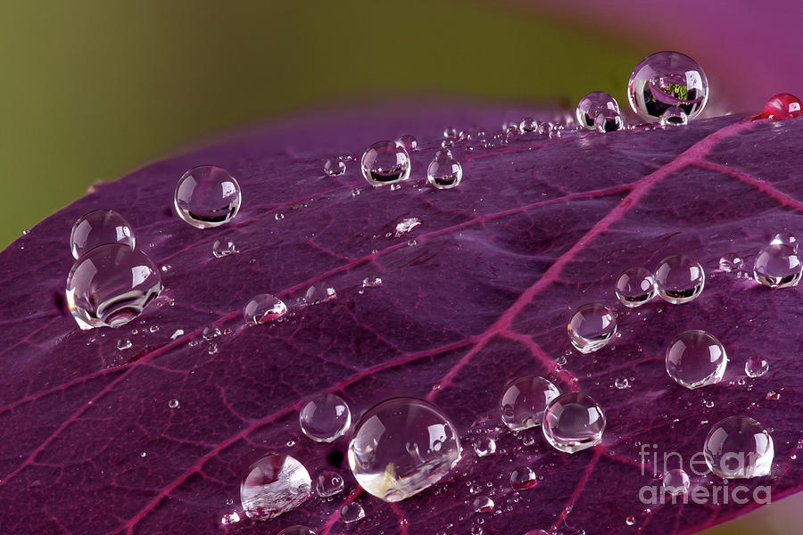 Cotinus leaf macro with water droplets beeding macro Photograph by Simon Bratt