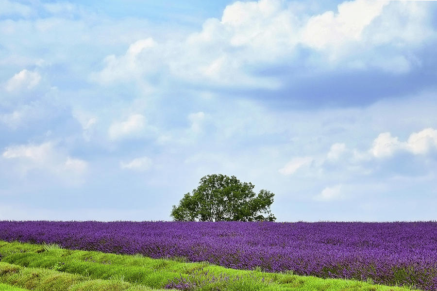 Cotswold Lavender Farm Harvest Photograph by Andrew Lockie