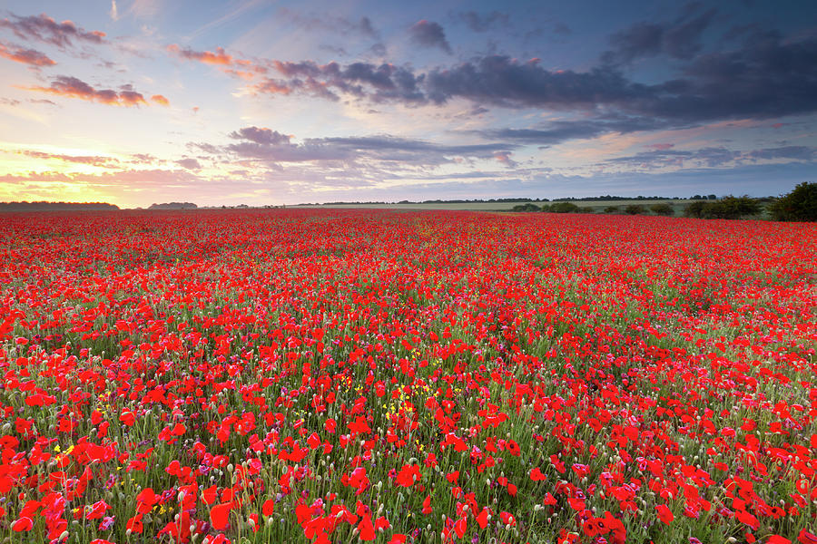 Cotswolds Poppyfield Photograph by Antonyspencer
