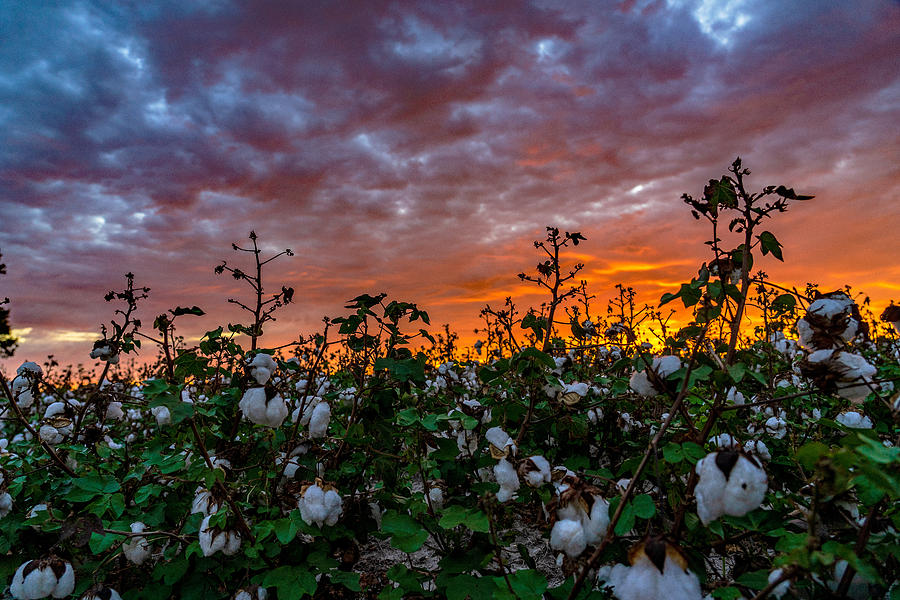 Cotton At Dawn Photograph by John Harding